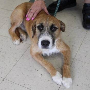 Alvin -  Terrier Dog for Adoption in Birmingham, Alabama - Alvin | PetCurious