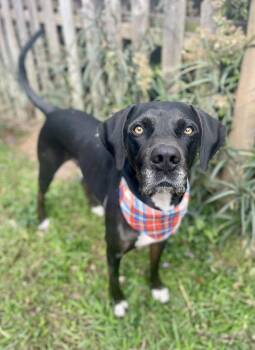 Ty - big lovable guy -  Weimaraner and American Foxhound Dog for Adoption in Gulfport, Mississippi - Ty - Big Lovable Guy | PetCurious