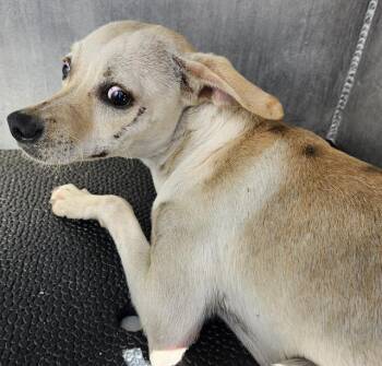 Terrier Dogs Available for Adoption - BETTY | PetCurious