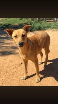 Farrah -  Shepherd Dog for Adoption - Farrah | PetCurious