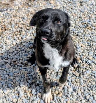 Labrador Retriever Dogs Available for Adoption - Boo | PetCurious
