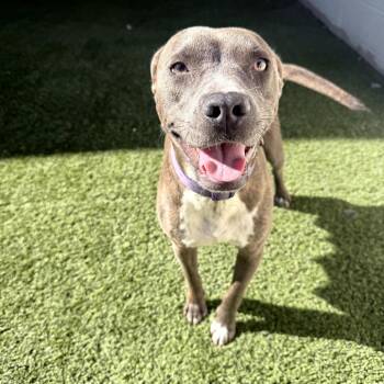 FRANNIE 1887 -  Terrier and Mixed Breed Dog for Adoption in Loxahatchee Groves, Florida - FRANNIE 1887 | PetCurious