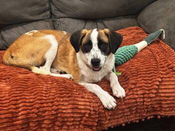 Australian Shepherd Dogs Available for Adoption in Neosho, Missouri - Barbie | PetCurious