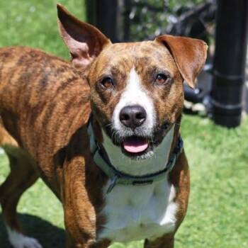 Labrador Retriever and Mixed Breed Dogs Available for Adoption in Atlanta, Georgia - Dolly | PetCurious