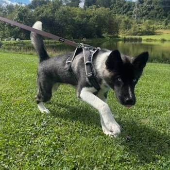 Luna -  Siberian Husky and Mixed Breed Dog for Adoption in Uniontown, Pennsylvania - Luna | PetCurious