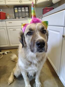 Rescue Anatolian Shepherd Dogs for Adoption in Marble Falls, Texas - Freya | PetCurious