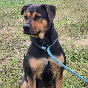 Cocoa -  Rottweiler and Mixed Breed Dog for Adoption in Tylertown, Mississippi - Cocoa | PetCurious