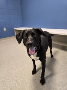 Rescue Border Collie and Mixed Breed Dogs for Adoption in Wellington, Kansas - Daphne | PetCurious