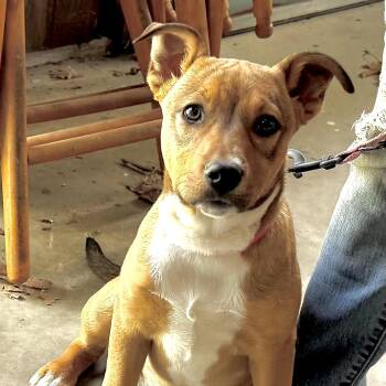 Basenji and Mountain Cur Dogs Available for Adoption in Sequatchie, Tennessee - Ikota -s | PetCurious