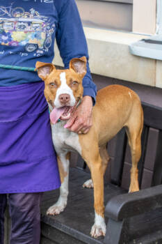 Rescue Mixed Breed Dogs for Adoption in Chamblee, Georgia - Jeanks - IN FOSTER | PetCurious