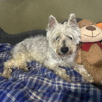 Bobbin -  Mixed Breed and Miniature Schnauzer Dog for Adoption in Salt Lake City, Utah - Bobbin | PetCurious