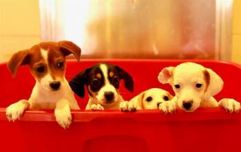 Feist and Mixed Breed Dogs Available for Adoption - ROWDY | PetCurious