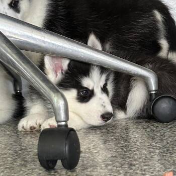 Solvang -  Husky and Mixed Breed Dog for Adoption in Hawthorne, California - Solvang | PetCurious
