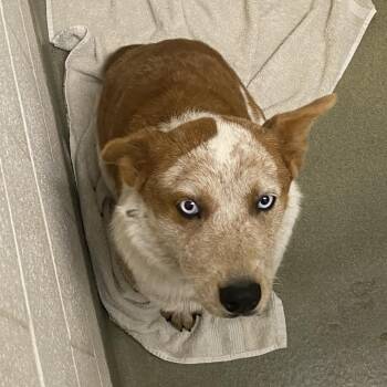 72288 -  Cattle Dog Dog for Adoption in Harrisonburg, Virginia - 72288 | PetCurious