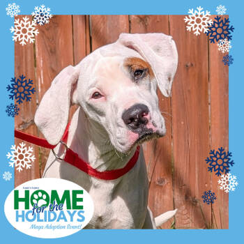 Rescue Boxer Dogs for Adoption in Cincinnati, Ohio - Lara | PetCurious