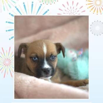 Boxer Dogs Available for Adoption - Yogi Bear | PetCurious