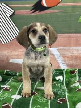 Hound and Mixed Breed Dogs Available for Adoption - Penalty | PetCurious