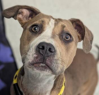*Tilly* -  Pit Bull Terrier Dog for Adoption in Salt Lake City, Utah - *Tilly* | PetCurious
