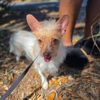 Chihuahua Dogs Available for Adoption in Williston, Florida - Hazel | PetCurious