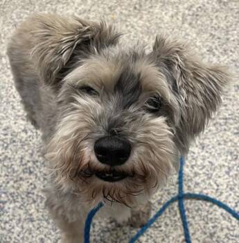 Tucker -  Schnauzer Dog for Adoption in Golden, Colorado - Tucker | PetCurious