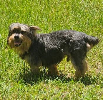 Franco -  Yorkie Poo Dog for Adoption in Centerville, Georgia - Franco | PetCurious