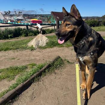 German Shepherd Dog Dogs Available for Adoption - Baloo | PetCurious