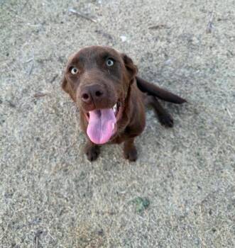 FOSTER ME - Canela -  Labrador Retriever Dog for Adoption in Grafton, Wisconsin - FOSTER ME - Canela | PetCurious