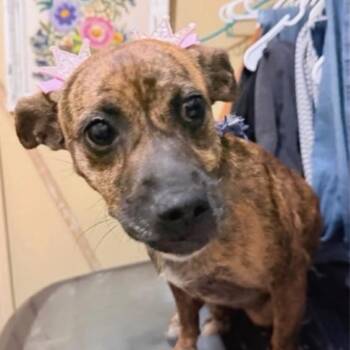 Jilly -  Plott Hound and Mixed Breed Dog for Adoption in West Islip, New York - Jilly | PetCurious