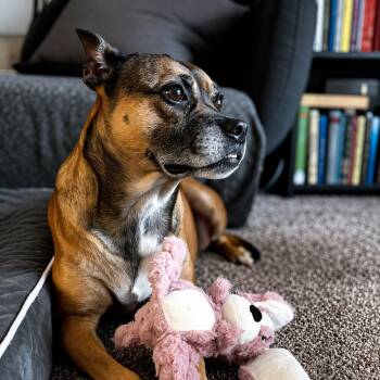 Boxer and Australian Cattle Dog Blue Heeler Dogs Available for Adoption in Houston, Texas - Sadie Loyal, Affectionate, Snuggles,  AMAZING DREAM Girl!  5 Yrs | PetCurious