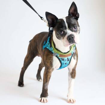 Rescue Boston Terrier Dogs for Adoption in San Francisco, California - Dart 13543 | PetCurious