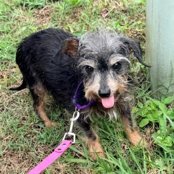 Dachshund Dogs Available for Adoption in West Palm Beach, Florida - Ulysses | PetCurious