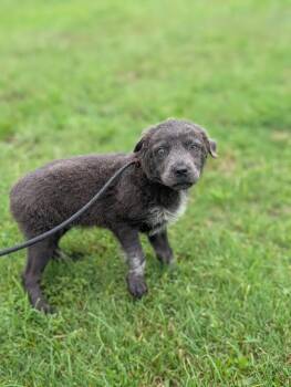 Penny -  Flat Coated Retriever and Mixed Breed Dog for Adoption in Aiken, South Carolina - Penny | PetCurious