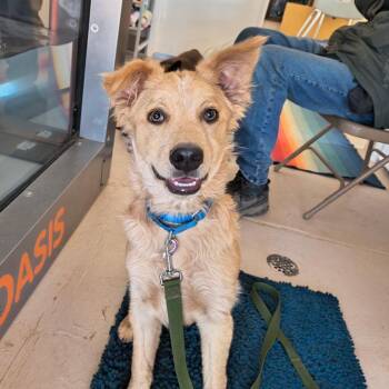 Cattle Dog and Collie Dogs Available for Adoption in Kanab, Utah - Embraer | PetCurious