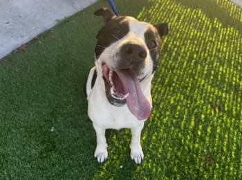 Labrador Retriever and Mixed Breed Dogs Available for Adoption - LL DROOL J | PetCurious