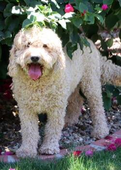 Arlo -  Golden Retriever and Poodle Dog for Adoption in Glendale, Arizona - Arlo | PetCurious