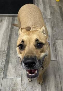 ZANDER -  German Shepherd Dog and Mixed Breed Dog for Adoption in Redlands, California - ZANDER | PetCurious