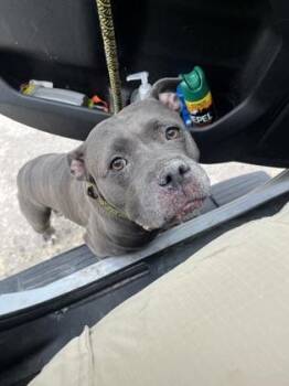 Griselda -  Pit Bull Terrier and Mixed Breed Dog for Adoption in Gainesville, Florida - Griselda | PetCurious