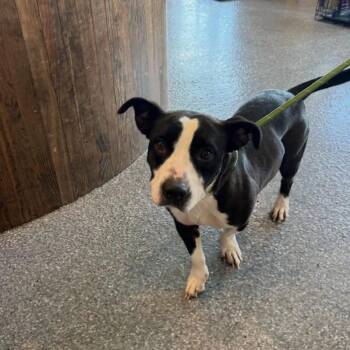Oreo -  Basset Hound and Pit Bull Terrier Dog for Adoption in Philadelphia, Pennsylvania - Oreo | PetCurious