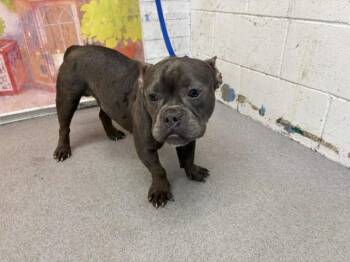 MICKEY -  French Bulldog Dog for Adoption in San Bernardino, California - MICKEY | PetCurious