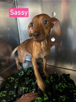 SF Sassy -  Beagle and Chihuahua Dog for Adoption in Warrenton, Missouri - SF Sassy | PetCurious