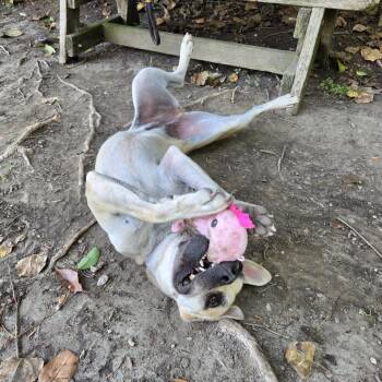 Baby -  Pug and French Bulldog Dog for Adoption in Hawthorne, California - Baby | PetCurious