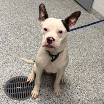 Radio -  Mixed Breed Dog for Adoption in Greenville, South Carolina - Radio | PetCurious