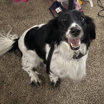 English Springer Spaniel Dogs Available for Adoption in Des Moines, Iowa - Marshmallow -- Bonded Buddy With Bridget | PetCurious