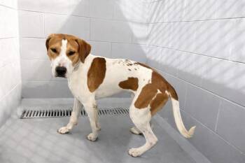 Foxhound and Mixed Breed Dogs Available for Adoption in Winter Haven, Florida - BUDDY | PetCurious
