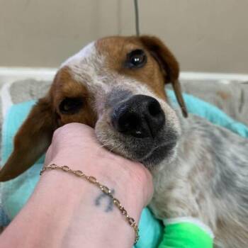 Beagle and Australian Cattle Dog Blue Heeler Dogs Available for Adoption - Princess Laritza | PetCurious