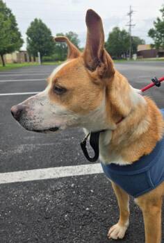 Mountain Cur Dogs Available for Adoption in Sandusky, Ohio - Sandy | PetCurious