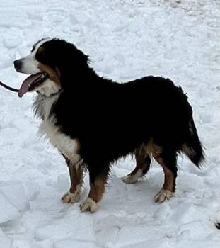 Bernese Mountain Dog and Mixed Breed Dogs Available for Adoption - Daphne | PetCurious