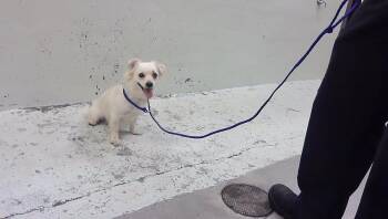 A2096404 -  Chihuahua and Mixed Breed Dog for Adoption in Houston, Texas - A2096404 | PetCurious