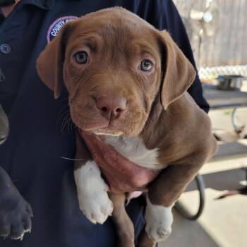 Mixed Breed Dogs Available for Adoption in Orangeburg, South Carolina - Gaston | PetCurious