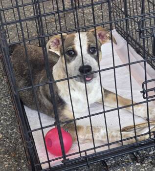 Naga -  Cattle Dog and Mixed Breed Dog for Adoption in Hackettstown, New Jersey - Naga | PetCurious